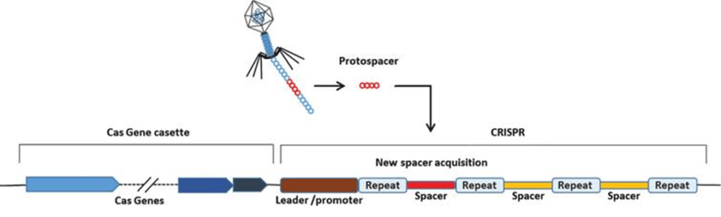 Generalized CRISPR locus