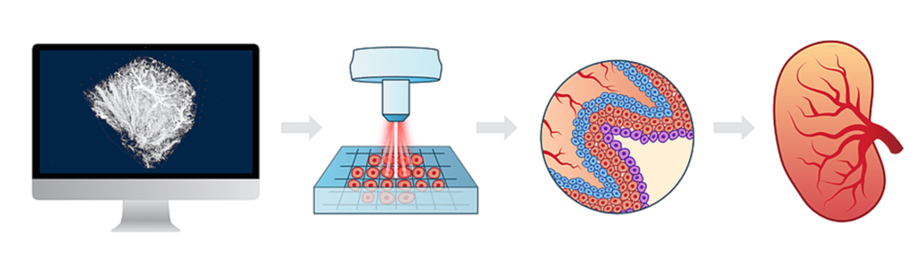 3D printing human organs