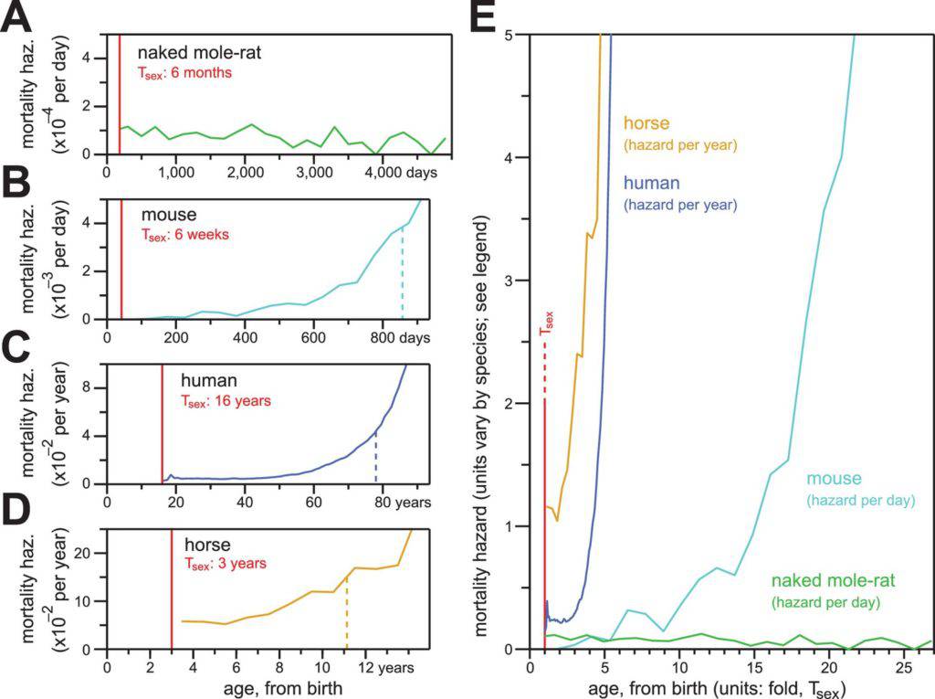 Calico aging study naked mole rat longevity